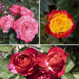 Rose Miniature Tahitian Sunset Collection